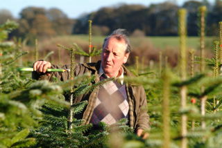 man clipping christmas tree wearing jumper in a field of trees