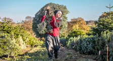 Anna Christmas Trees carrying a christmas tree through a field of trees