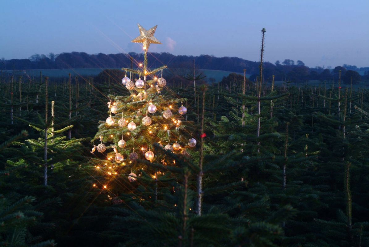 Christmas tree decorated in the middle of a field of christmas trees