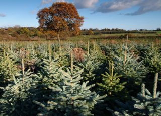 Christmas Trees a field of christmas trees with blue sky